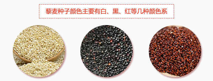 藜麥種子顏色主要有白、黑、紅等幾種顏色系，營養(yǎng)成分相差不大，其中白色口感好，黑、紅色口感相對(duì)差些，籽粒也較小。